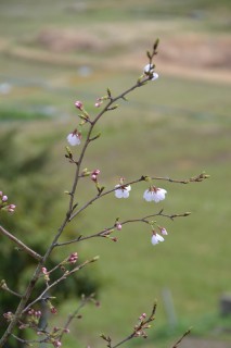 桜-1