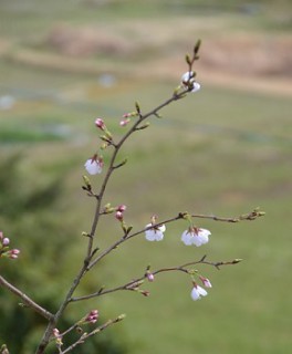桜