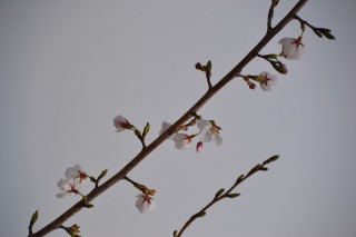 桜-2