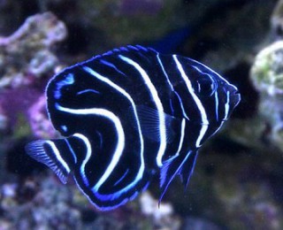 サザナミヤッコ幼魚