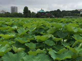不忍池１