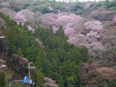 やまざくら