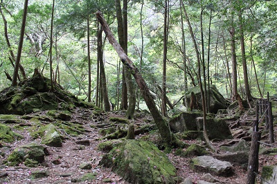 原始の森