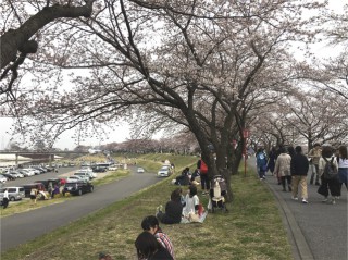 桜並木から城をのぞむ