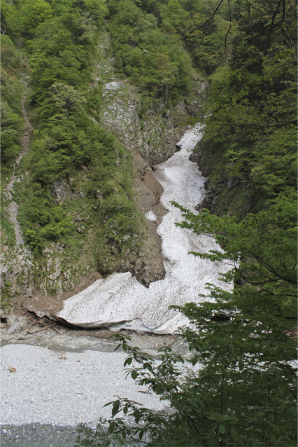 万年雪