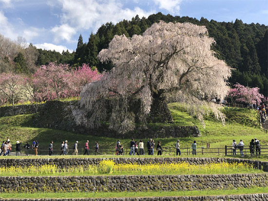 Vol 137 19 05 07 令和 に引き継ぎたい桜の風景３選 中野司朗レディースクリニック 奈良市 産婦人科 婦人科 女性内科 脂質代謝