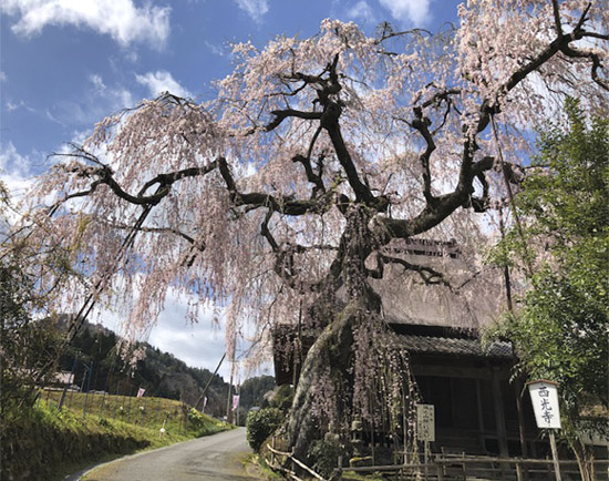 西光寺枝垂桜