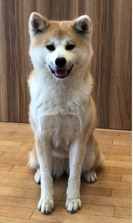 秋田犬