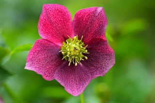 hellebore-4085117_640