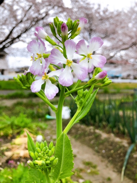 大根の花