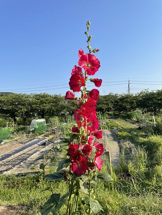 Vol 163 21 07 05 タチアオイ 中野司朗レディースクリニック 奈良市 産婦人科 婦人科 女性内科 脂質代謝
