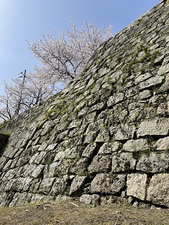 城壁と桜３