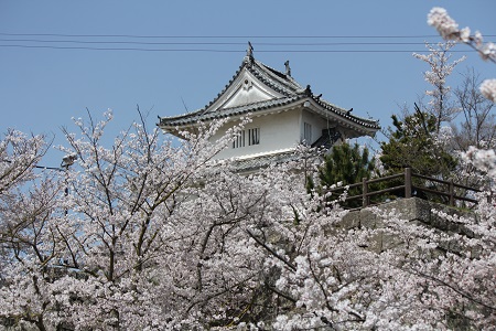 お城と桜