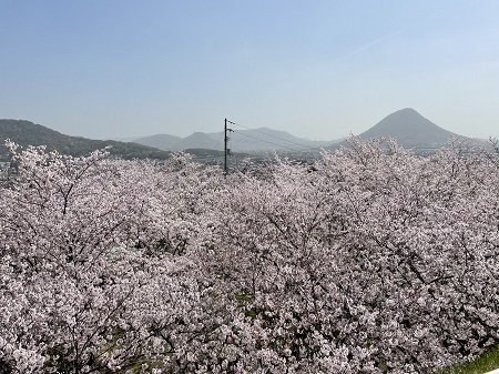 桜の雲海