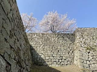城壁と桜４