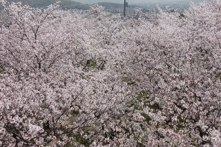 桜の海
