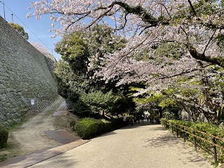 城壁と桜１