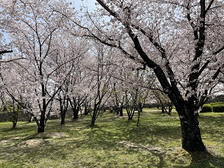 桜トンネル２