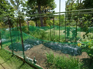 夏野菜を植えた小さな畑